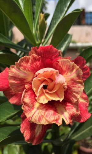 Адениум тучный МАРМЕЛАДНИЦА