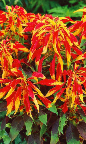 Амарант ИЛЛЮМИНАЦИЯ &mdash; На одном растении три яркие контрастные окраски!