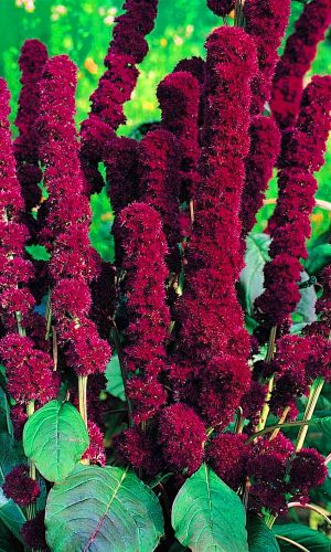 Амарант РЕД КАФЕДРАЛ &mdash; Яркий акцент в Вашем саду!