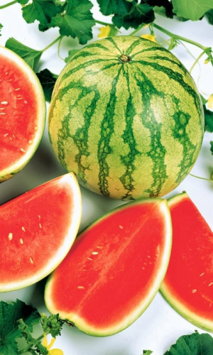 Арбуз СКОРИК