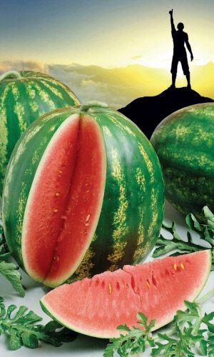 Арбуз УСПЕХ