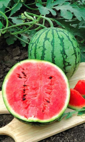 Арбуз ЗЕМЛЯНИН