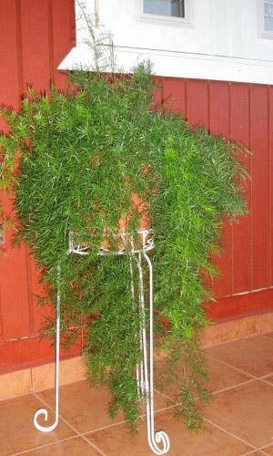 Аспарагус густоцветковый ШПРЕНГЕРА (СПРЕНГЕРИ)