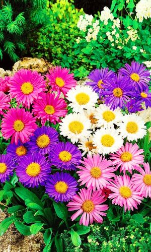 Астра альпийская СМЕСЬ ОКРАСОК