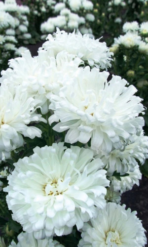 Астра БЕРЁЗКА