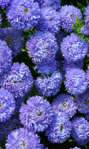 Астра БУКЕТНАЯ ТЁМНО-ГОЛУБАЯ