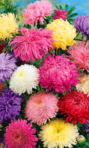 Астра ДЕНЬ ЗНАНИЙ — Мультисмесь