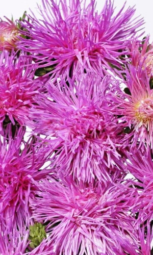 Астра ЕСЕНИЯ