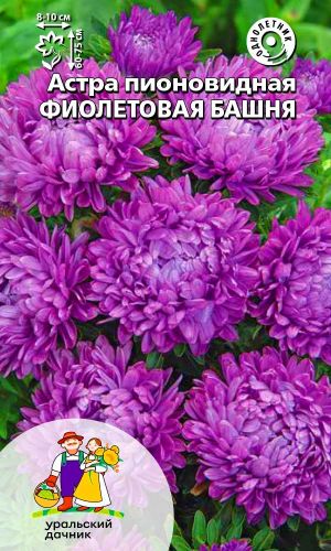 Астра ФИОЛЕТОВАЯ БАШНЯ &mdash; Пионовидная