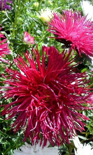 Астра КРИМХИЛЬДА