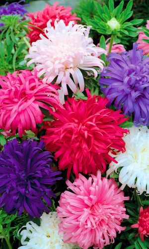 Астра КВИН ОФ МАРКЕТ — Сортотип июльская!