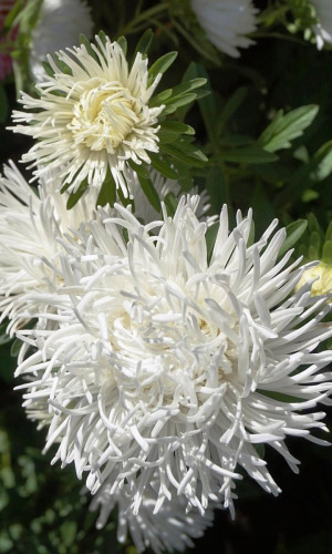 Астра БЕЛАЯ коготковая