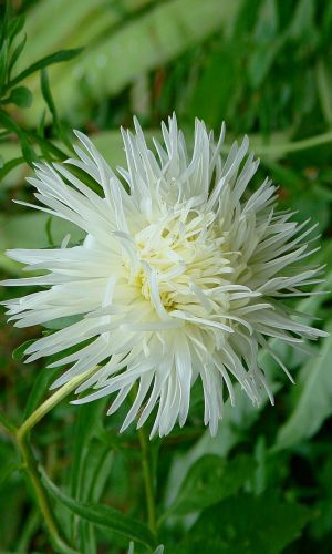 Астра КОМИЛЬФО &mdash; Игольчатая