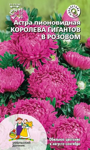 Астра КОРОЛЕВА ГИГАНТОВ В РОЗОВОМ &mdash; пионовидная