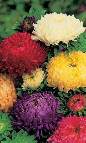 Астра КОРОЛЕВЫ НА БАЛУ