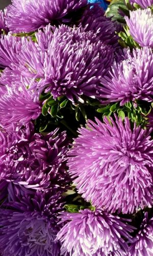 Астра ЛЮКС коготковая