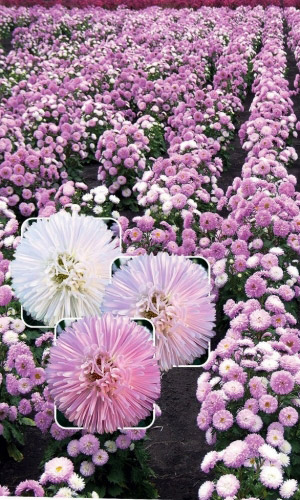 Астра РУМЯНОЕ СОЛНЫШКО &mdash; Меняет свой цвет, обильное цветение!