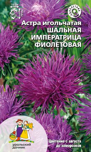 Астра ШАЛЬНАЯ ИМПЕРАТРИЦА ФИОЛЕТОВАЯ