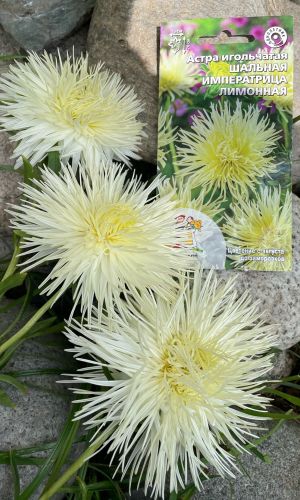 Астра ШАЛЬНАЯ ИМПЕРАТРИЦА ЛИМОННАЯ