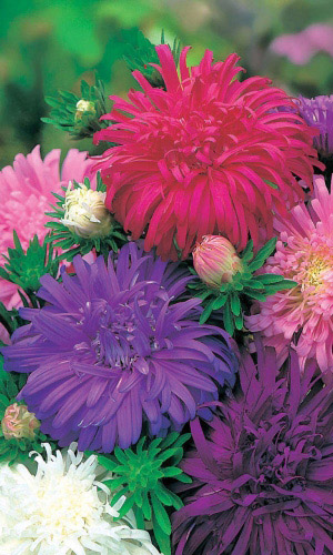 Астра СТРАУСОВО ПЕРО смесь