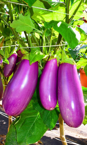 Баклажан СИРЕНЕВЫЙ