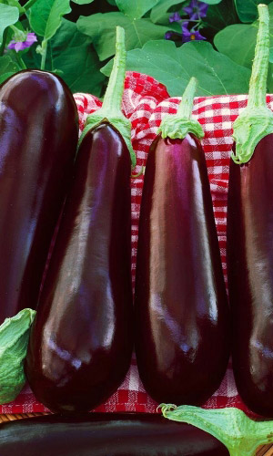 Баклажан СУКЛЕЙСКИЙ