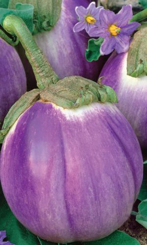 Баклажан ВИОЛЕТТА ДИ ФИРЕНЦЕ