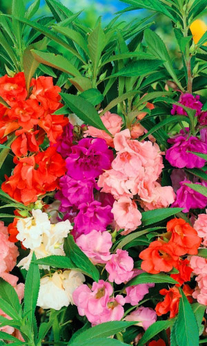 Бальзамин КАМЕЛИЯ