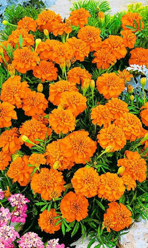 Бархатцы МАНДАРИН