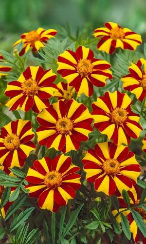 Бархатцы СТРИПТИЗ