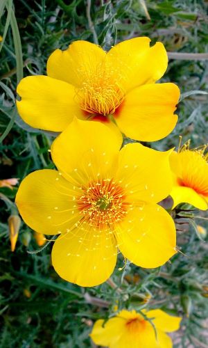 Бартония золотистая ЛИНДИ