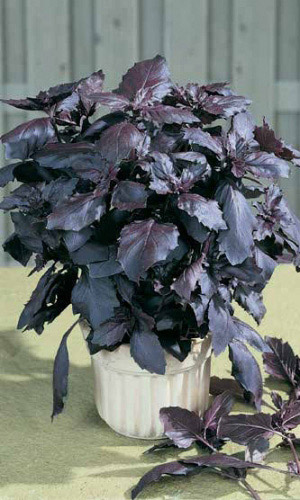 Базилик АРАРАТ