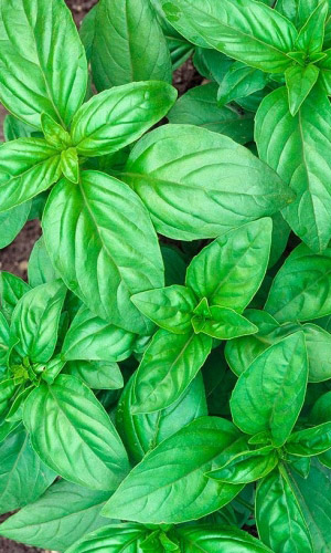 Базилик ЦИТРУСОВЫЙ ФРЕШ