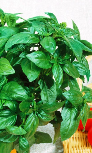 Базилик МОРОЗКО