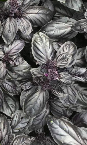 Базилик ЯШКА ЦЫГАН