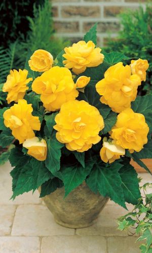 Бегония америгибрид РАФФЛД ЕЛЛОУ F1