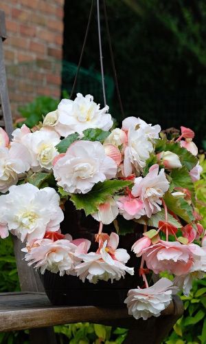 Бегония клубневая ОН ТОП ПИНК ХАЛО F1