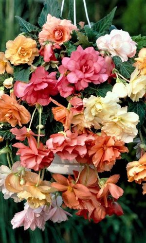 Бегония клубневая ШАНСОН МИКС F1