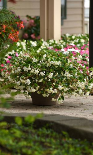 Бегония вечноцветущая ФЕЯ БЕЛАЯ F1