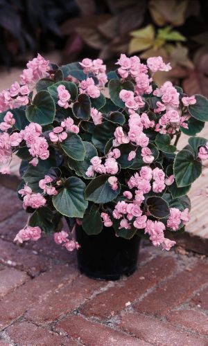 Бегония вечноцветущая ФЕЯ СВЕТЛО-РОЗОВАЯ F1