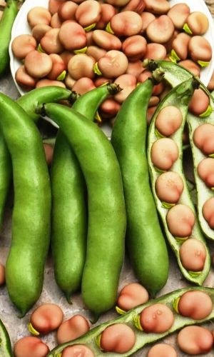 Бобы РУССКИЙ ДЕЛИКАТЕС®