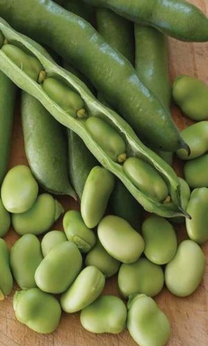 Бобы ВЕЛЕНА