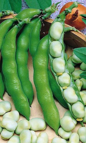 Бобы ВИРОВСКИЕ