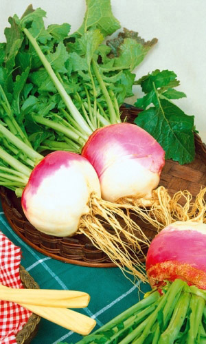 Брюква РУССКАЯ