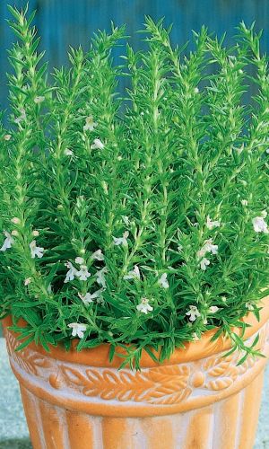 Чабер ПИКНИК