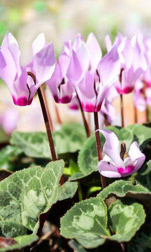 Цикламен персидский-мини АННЕЛИ