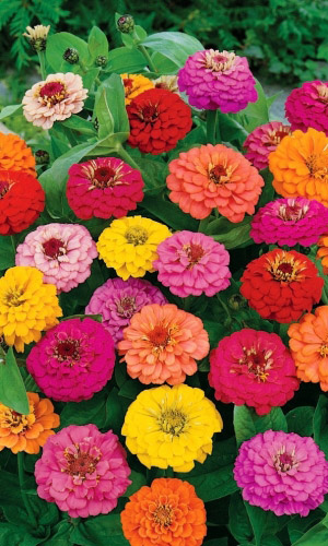 Цинния ФАНТАЗИЯ