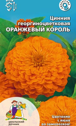 Цинния ОРАНЖЕВЫЙ КОРОЛЬ георгиноцветковая