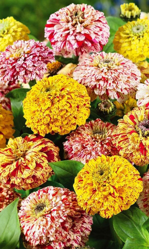 Цинния ПЕПЕРМИНТ СТИК георгиноцветковая