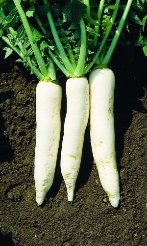 Дайкон ДУБИНУШКА